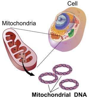 profundo Géneros, tribus, Familias. Tipos de AD AD mitocondrial Mitocondrias.