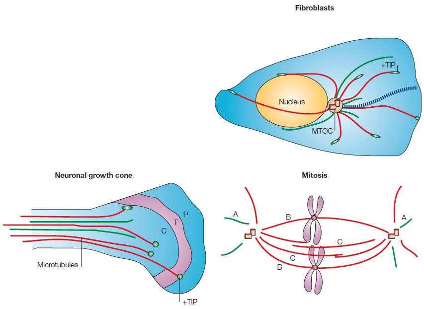 Los microtúbulos y las moléculas motoras son esenciales para el transporte intracelular Los microtúbulos de fibroblastos y de conos de crecimiento axonal son dinámicos y alternan