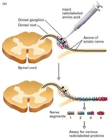 El transporte axonal de proteínas puede estudiarse bioquímicamente empleando precursores radioactivos La breve incorporación (pulso) de un aminoácido radioactivo en proteínas que se