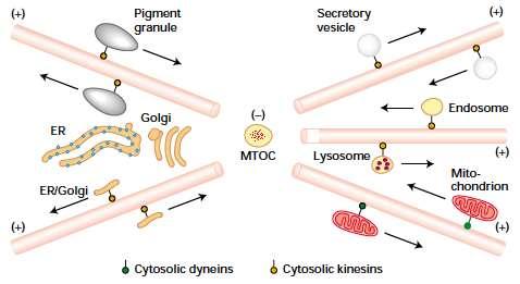 proteínas motoras especifican el movimiento de organelas y vesículas