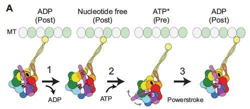 El movimiento de dinéna está acoplado a la hidrólisis de ATP Ciclo mecánico de dineína (1) Se libera el ADP. El anillo AAA+ sufre un cambio conformacional, pero el motor queda unido al MT.