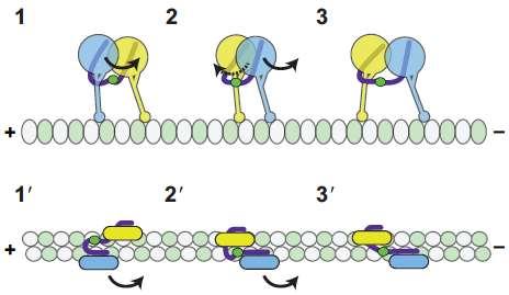 Los dominios motores de dineína se mueven de manera procesiva dando pasos alternados y no alternados Carter (2013) JCS (1) En el dímero de dineína los dos dominios motores están unidos al microtúbulo
