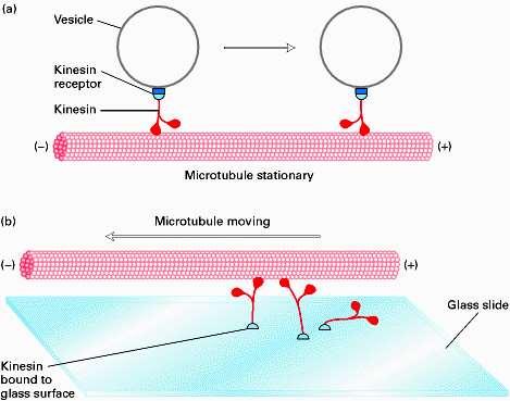 El transporte mediado por kinesinas puede ser visualizado en ensayos in vitro El movimiento direccional mediado por kinesinas ha sido estudiado fijando microtúbulos (a) o kinesinas (b) a cubreobjetos.