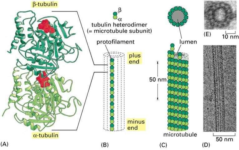 Estructura de las subunidades de tubulina y los microtúbulos Análisis al microscopio electrónico de la polaridad de