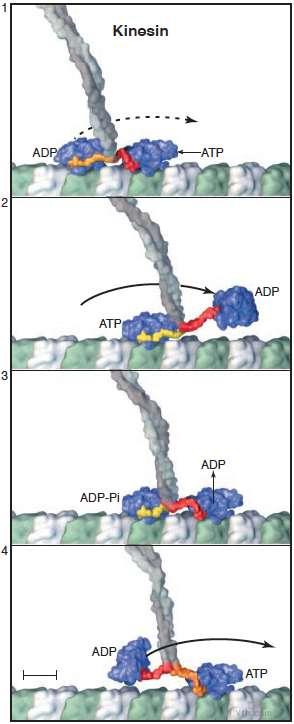 Modelo del movimiento de kinesina sobre microtúbulo Las cabezas motoras (en azul) interaccionan con la beta tubulina de dímeros sucesivos (1 y 2) de un protofilamento.