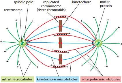 El huso mitótico separa las cromátids durante la anafase El huso mitótico es un arreglo bipolar de microtúbulos.