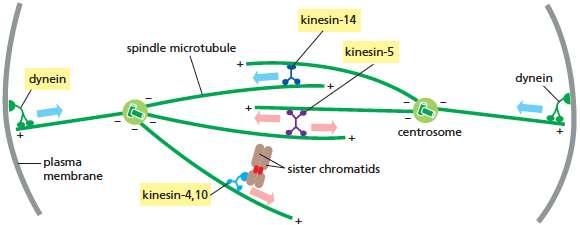 La función del huso mitótico depende de proteínas motoras asociadas a microtúbulos Kinesina 5 interacciona con dos filamentos antiparalelos y su movimiento hacia los extremos (+) resulta en la