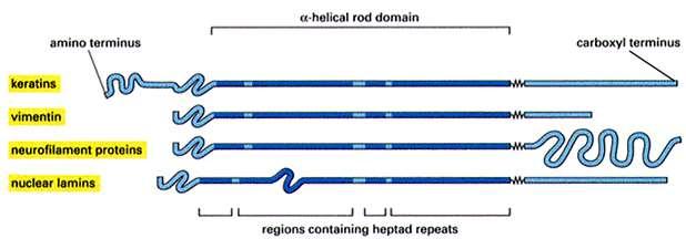 Todas las subunidades de los filamentos intermedios comparten un dominio rígido rico en alfa hélice, y difieren en las regiones amino y carboxilo El dominio