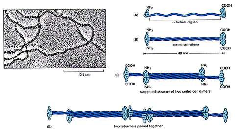Los filamentos intermedios son polímeros no polares que se ensamblan por interacciones laterales de dímeros y tetrámeros monómero 2 monómeros se asocian por sus a-hélice y forman un dímero