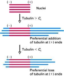 Los polímeros de tubulina exhiben polaridad funcional La incubación de fragmentos de polímero (ej.