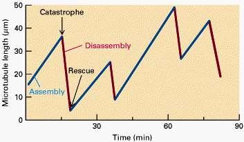 tiempo 0 tiempo 2 min tiempo 5 min tiempo 11 min A diferencia del treadmilling, la inestabilidad dinámica se caracteriza por la alternancia