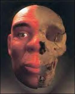 Homo antecessor Descubierto en Atapuerca.