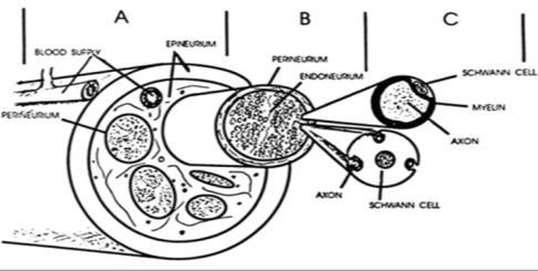 Raíces-PLEXOS Los plexos son: cervical (C1-C4) braquial (C5-D1) lumbar (L1-L4) lumbo-sacro (L4-S1).