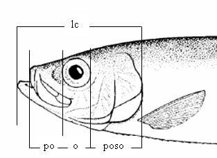 Identificación morfológica de sardina austral y sardina común 1065 de sardinas: (Norman, 1937; Fowler, 1951; Whitehead, 1985).