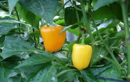 Virus de las venas amarillas del pimiento (Pepper vein yellows virus, PeVYV) Los frutos adquieren al madurar un tono mucho pálido (las variedades rojas se