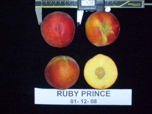 Materiales prospectados a partir de introducciones de otros programas de mejora RUBY PRINCE Plena Floración: 11 / 09