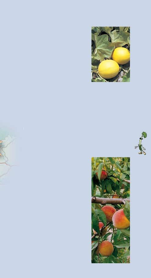 La alta calidad de sus frutas caracateriza la producción en la región de Extre madura.