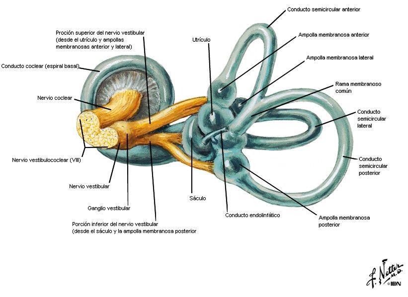 Figura 1: Sistema vestibular membranoso 7. Tales órganos están protegidos por el laberinto óseo, y rodeados por una capa de líquido denominado perilinfa.