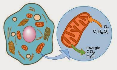1. La finalidad de la respiración celular es: A) Liberar energía B) Degradar los nutrientes C) Realizar procesos anabólicos D) Sintetizar engomoléculas con enlaces de alta energía E) Consumir el
