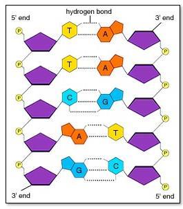 Acido Desoxiribonucléico DNA: 4 nucleótidos: Adenina (A), Timina (T), Guanina (G) y Citosina (C) Dos