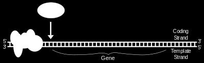 Gene DNA Promotor Gene Terminador