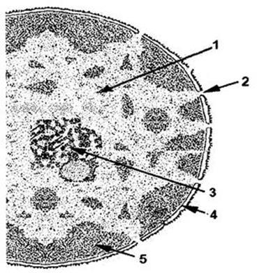 4. A la vista de la imagen, que representa el núcleo interfásico de una célula eucariótica, conteste las siguientes cuestiones: (2009) a) Identifique las estructuras señaladas con los números *0 5+.