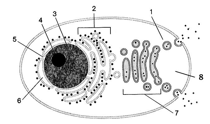 13. A la vista de la imagen, conteste las siguientes cuestiones: (2010) a) Indique el nombre del orgánulo o de la estructura celular señalados por cada uno de los números [0,4].