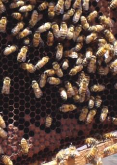Practiquemos la apicultura Las abejas siempre han producido miel para alimentarse.