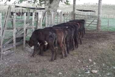 , 2013) Hijos de vacas primíparas Edad: