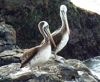 Aves del Estuario del Río Aconcagua El estuario del río Aconcagua se encuentra ubicada en la comuna de Concón (32 35 S y 71 31 W) y corresponde al área de la desembocadura del río.
