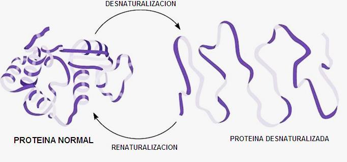 DESNATURALIZACION Es todo cambio que altere la configuración de las estructuras secundaria, terciaria y cuaternaria de una proteínas,