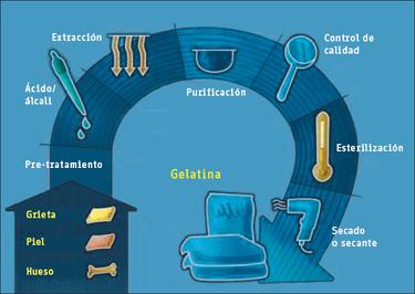 La gelatina se obtiene al convertir el colágeno de huesos, ligamentos, cartílago y tendones en un proceso de