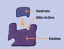 SITIO ACTIVO: Porción funcional de una enzima.
