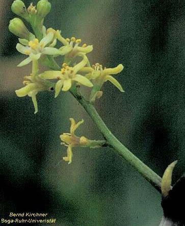 Dioscoraceae: plantas
