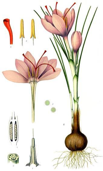 Iridaceae: Plantas