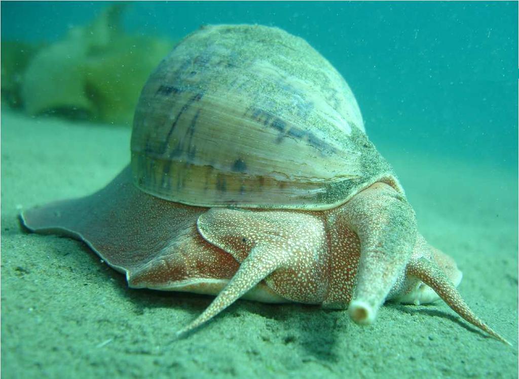 Gastropoda 2