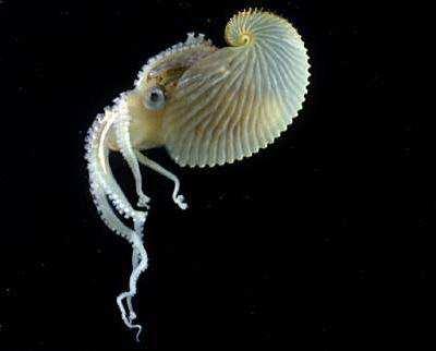 Cephalopoda 2