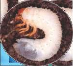 La larva pasa por tres instares de desarrollo, puede durar 6 meses, presenta una forma de