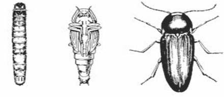 Gusano de alambre (Agriotes sp.