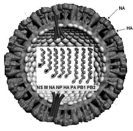 NS M NA NP HA PA PB1 PB2 Figura 2. Representación esquemática del virus influenza.