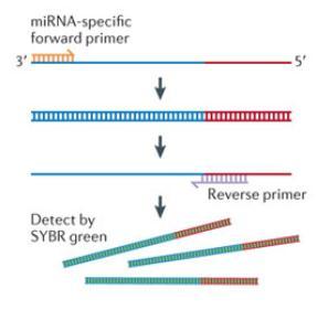 qrt-pcr mirna Detection in total blood Blood microrna isolation and qrt-pcr To isolate the mirna fraction: the RiboPure-Blood Kit Reverse-transcription (RT) & PCR was performed with 25 ng.