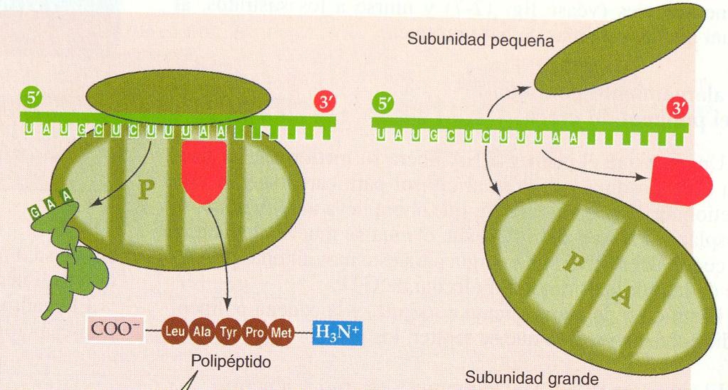 Terminación esto permite que en el sitio P ingresen proteínas llamadas factores de terminación los factores hacen que