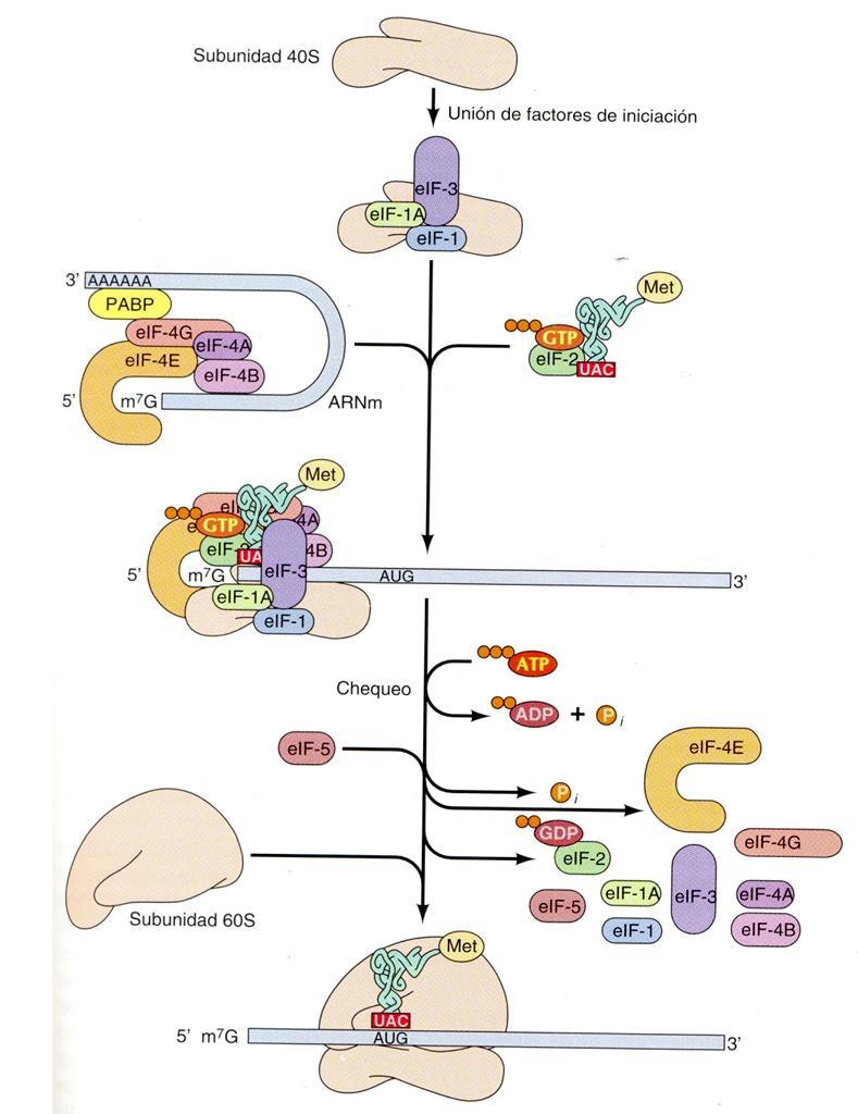Iniciación en Eucariotas Los factores eif-1, eif-1a y eif-3 se unen a la subunidad ribosómica 40S El factor eif-2 (unido a GTP) se asocia con el ARNt metionina iniciador El cap del ARNm es reconocido
