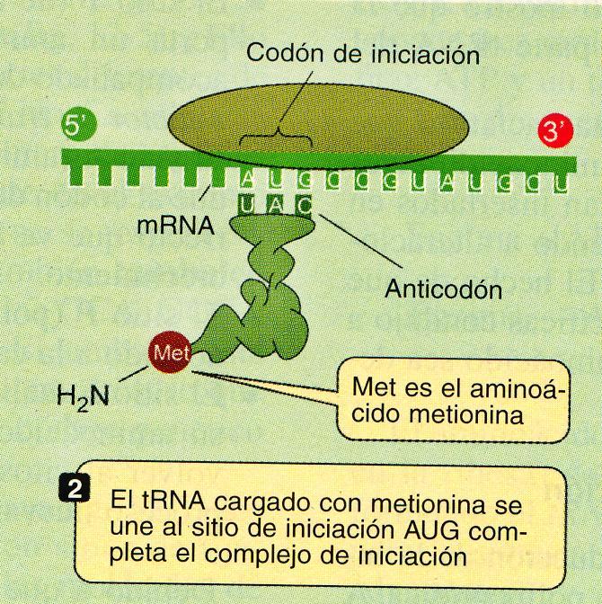Iniciación una vez reconocido AUG, se produce el apareamiento del codón de iniciación con su respectivo ARNt,