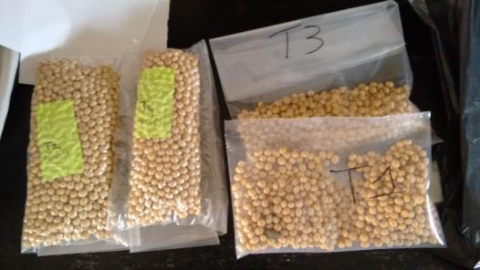 Las semillas de soja como material vegetal utilizadas para el ensayo, corresponden a la variedad Agata (GM V), recolectada