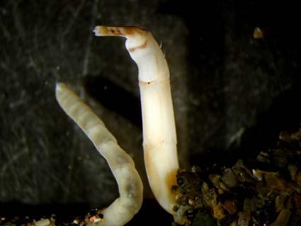 trapezina Mollusca Bivalvia