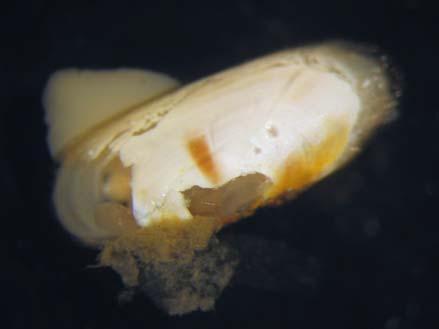 Actinaria Tagelus dombeii