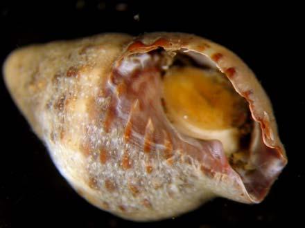 Nassarius dentifer Mollusca