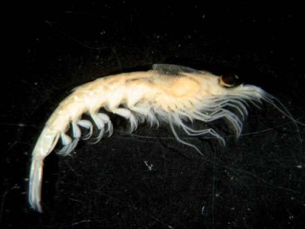 Thysanoessa macrura Crustacea