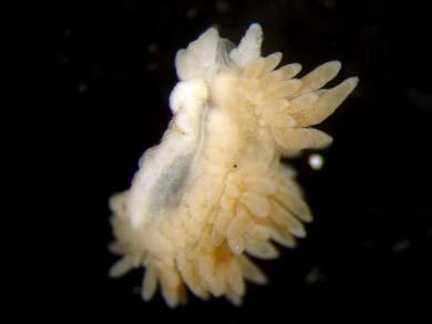 Foraminifera Glycera sp 1 